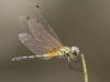 J01_1770 Trithemis pallidinervis female